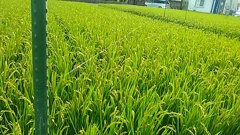 青い稲