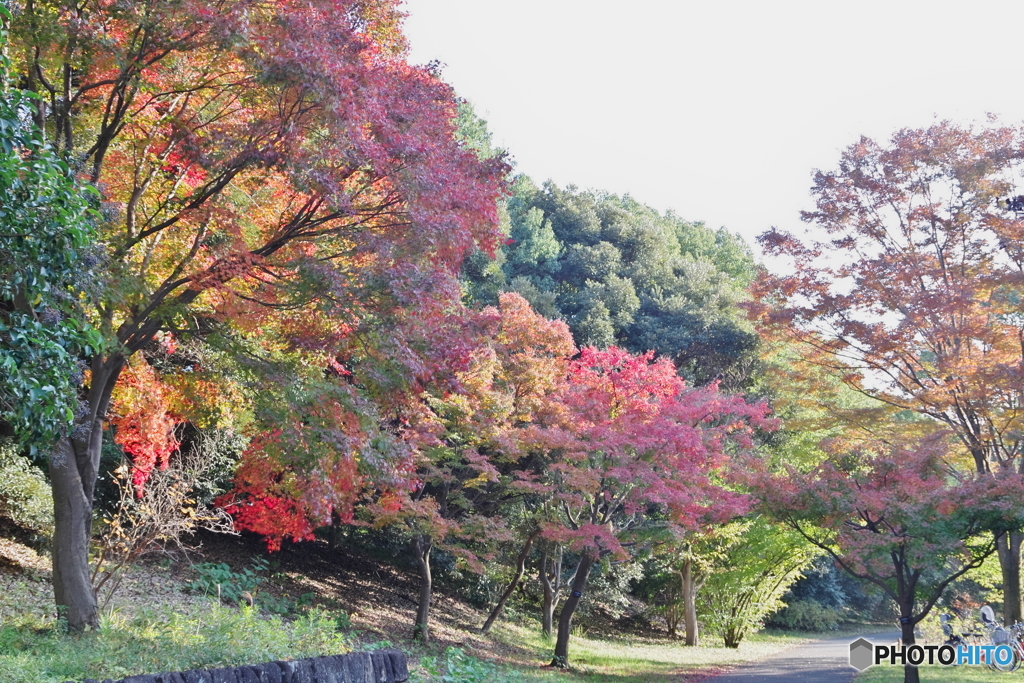 紅葉の昭和記念公園１