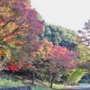 紅葉の昭和記念公園１