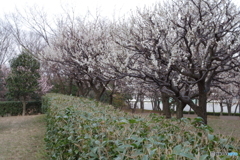 府中の森公園の梅林2