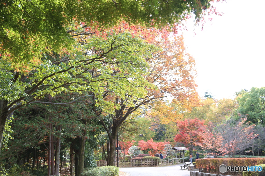 府中の森公園2017,11