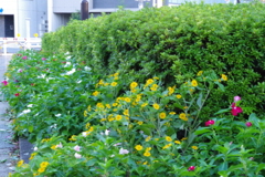 武蔵国分寺公園の花壇10