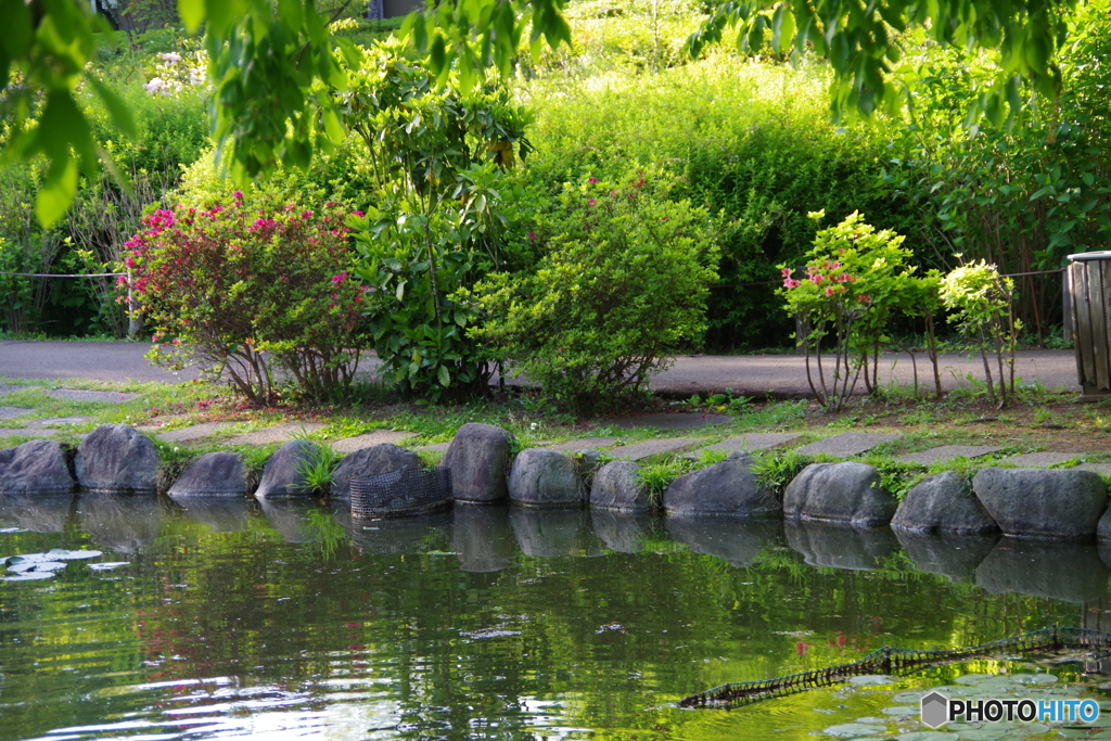 やすらぎの池のツツジ