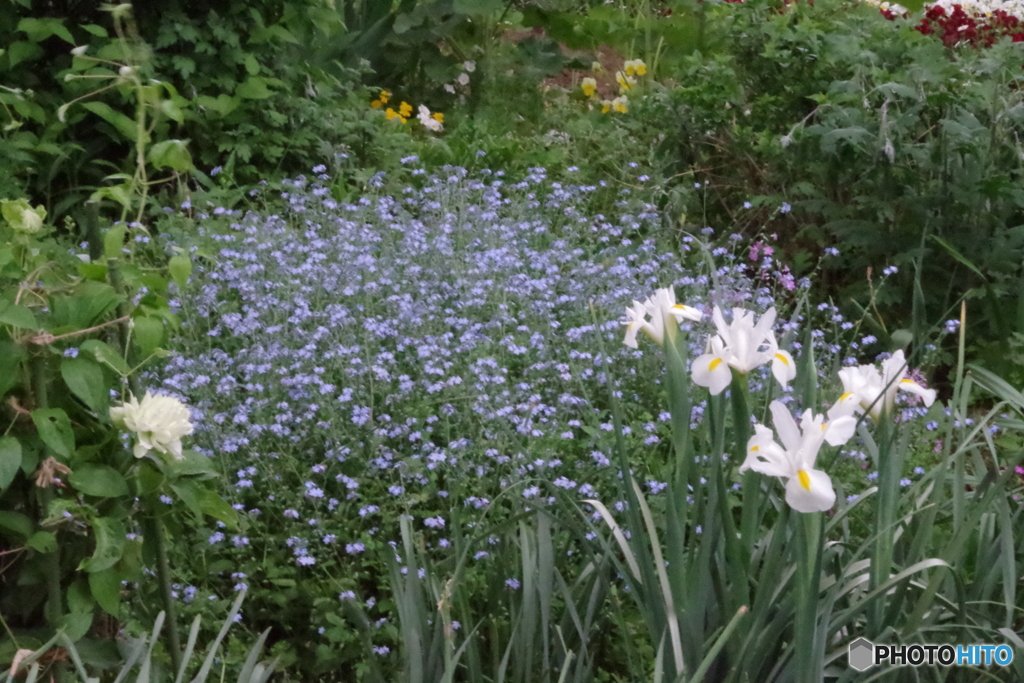 小金井公園の花壇２