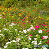 府中の森の花壇2019.09.19