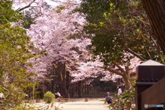 中丸と桜