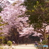 中丸と桜