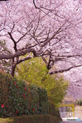 道端の桜1 道端の桜1