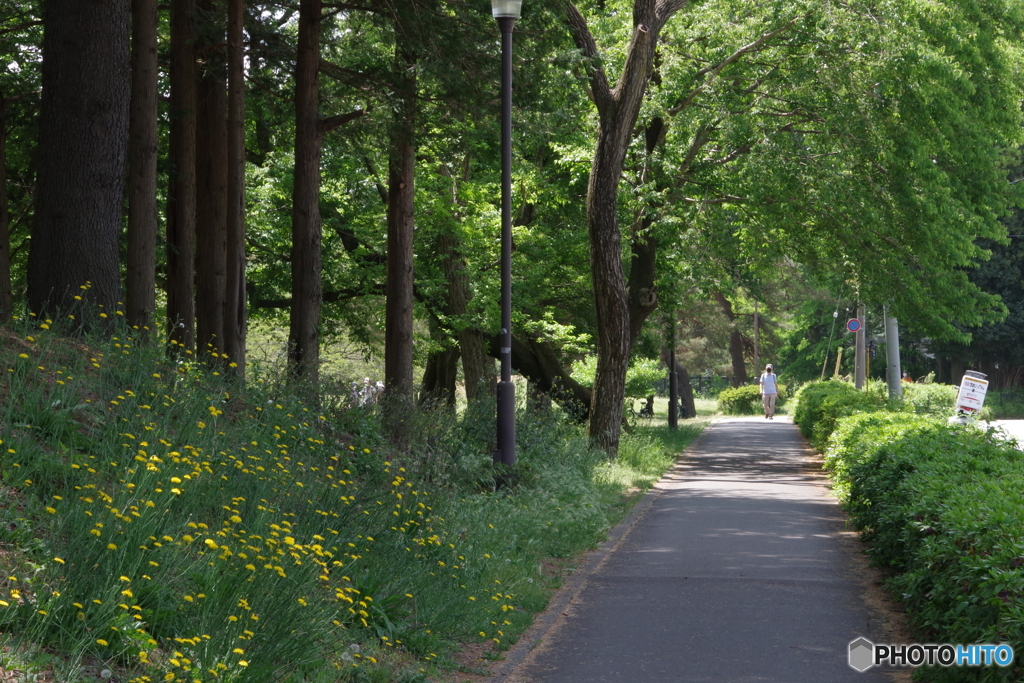 野川公園の新緑とブタナ