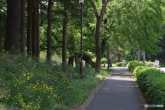 野川公園の新緑とブタナ