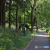 野川公園の新緑とブタナ