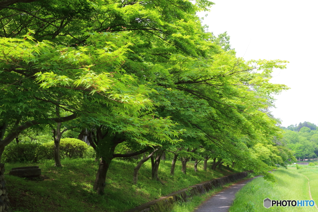 武蔵野公園 新緑のもみじ並木