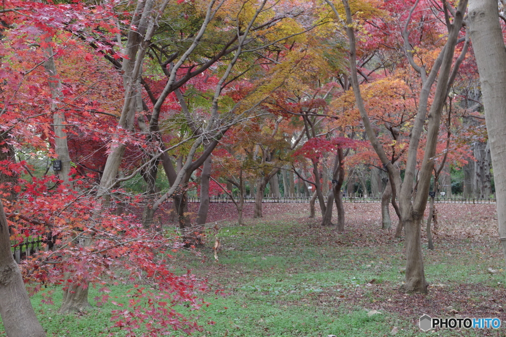 紅葉と緑