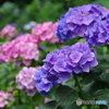 雨あがりの紫陽花4