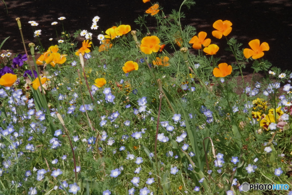 武蔵野公園の花壇9