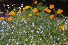 武蔵野公園の花壇9
