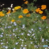 武蔵野公園の花壇9