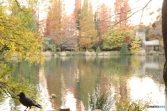 紅葉と池とカラス