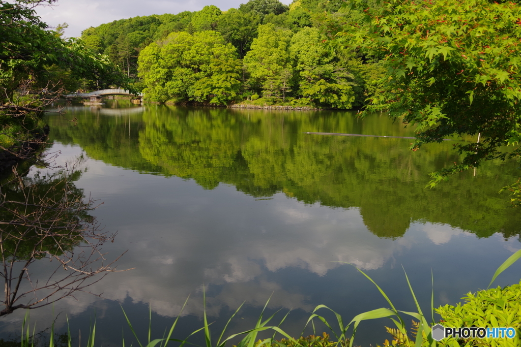 池の中の雲と新緑2