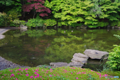 ツツジの日本庭園4