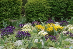 武蔵国分寺公園の花壇29