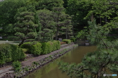 新緑の薬師池公園5