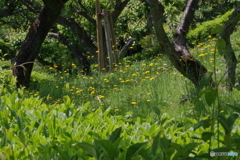 新緑の薬師池公園1