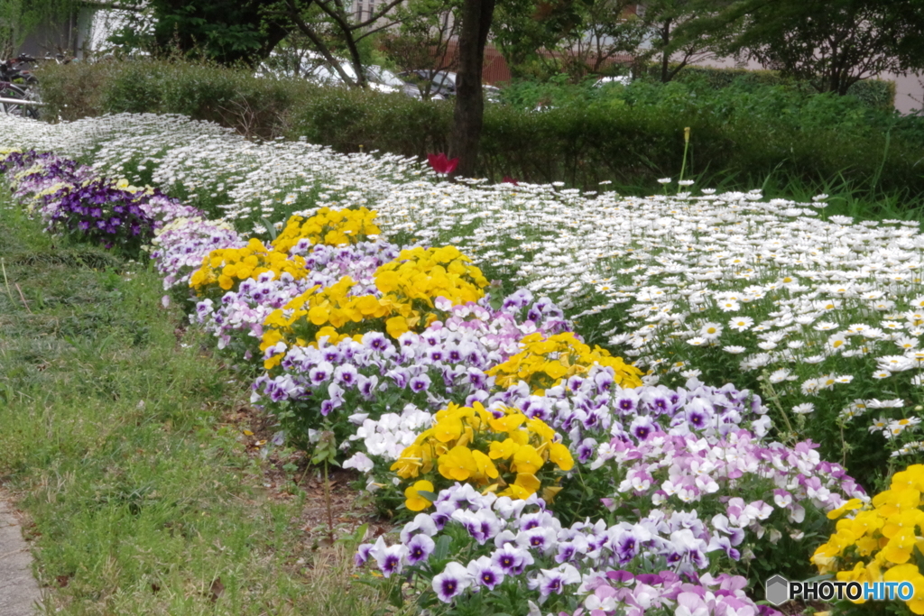 武蔵国分寺公園の花壇27