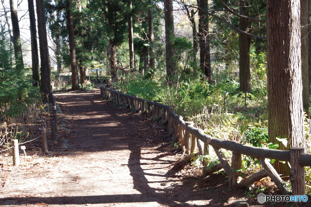 遊歩道の木陰１