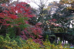 六義園の紅葉