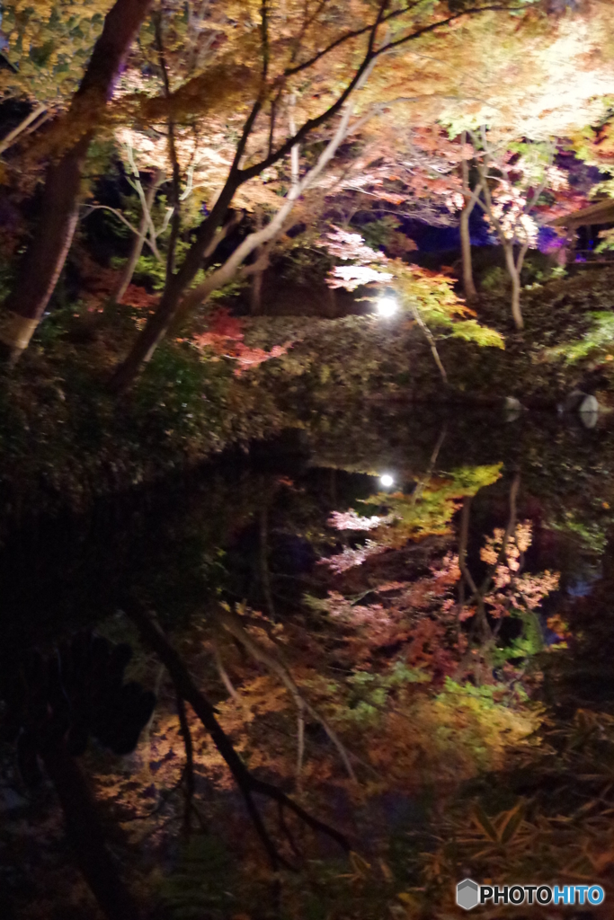 六義園ﾗｲﾄｱｯﾌﾟ池２