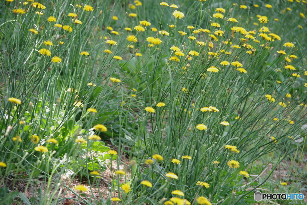 野川公園のブタナ3