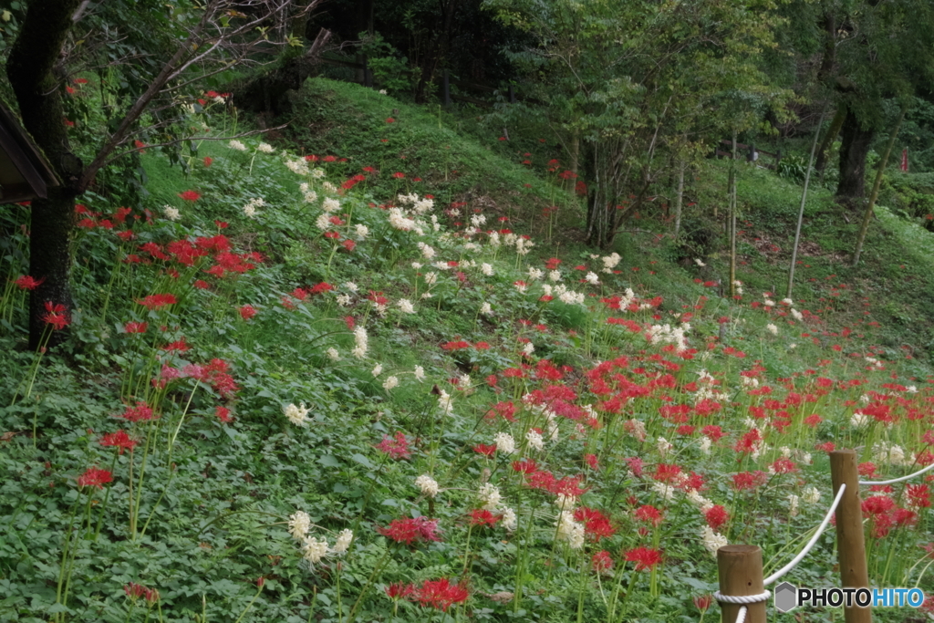 旧永井家周辺の曼珠沙華2