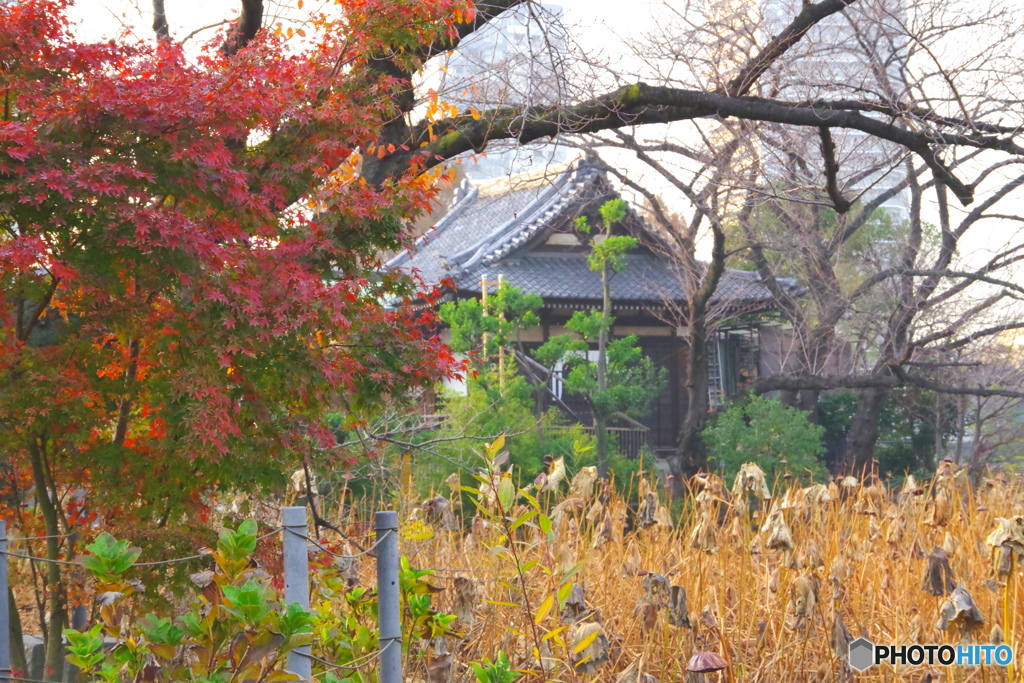 紅葉と不忍池の大黒天堂