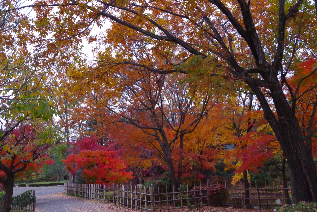 府中の森公園 秋１