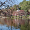 井之頭池の紅葉2