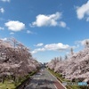 国立大学通り桜並木と雲と青空W