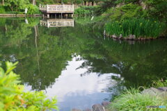 新緑の石神井池