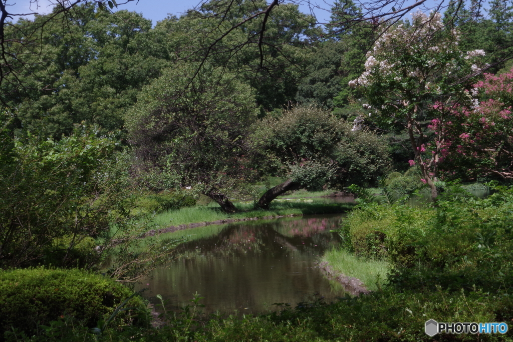 神代植物公園のサルスベリと池