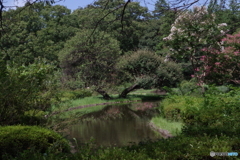 神代植物公園のサルスベリと池
