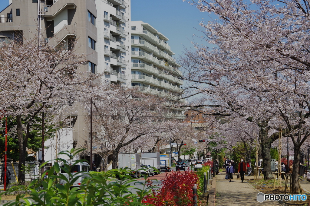 桜の播磨坂3