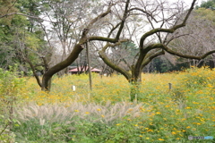 小金井公園のキバナコスモス２