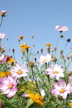 原っぱ南花畑のコスモス４
