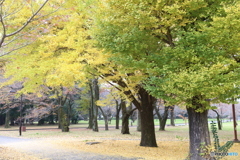 小金井公園　秋7