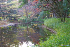 紅葉のふたつ池