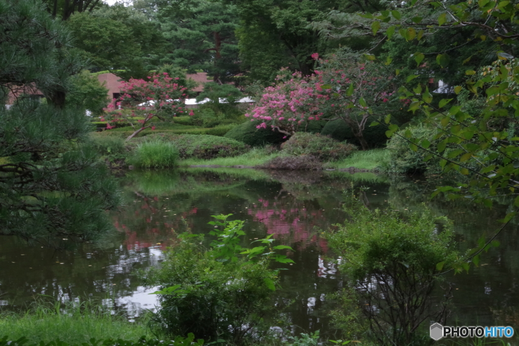 神代植物公園のサルスベリと池3