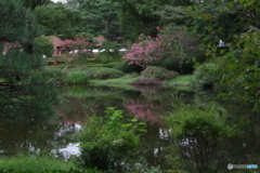 神代植物公園のサルスベリと池3