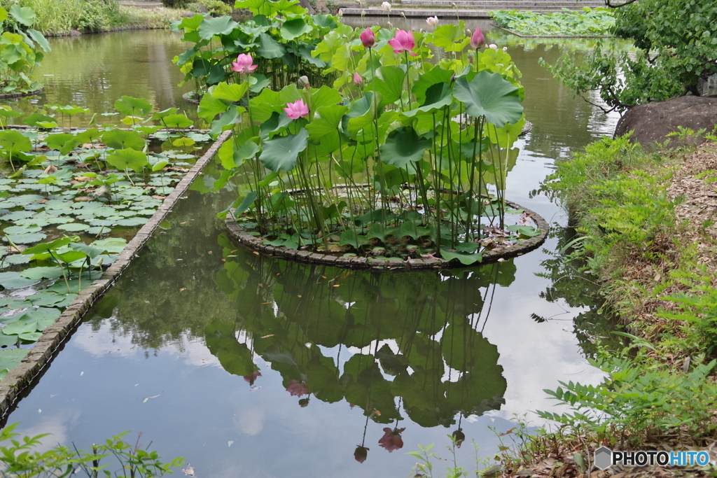 修景池の蓮の花3