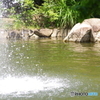 瞬美な噴水19と新緑と池