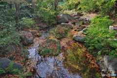 日本庭園の小池